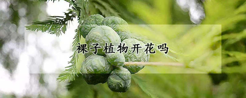 裸子植物開花嗎