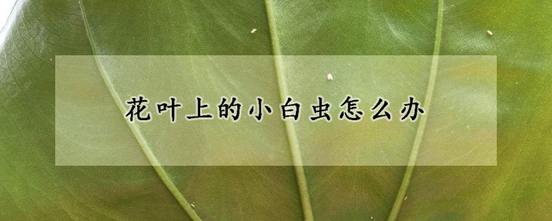 花葉上的小白蟲(chóng)怎么辦