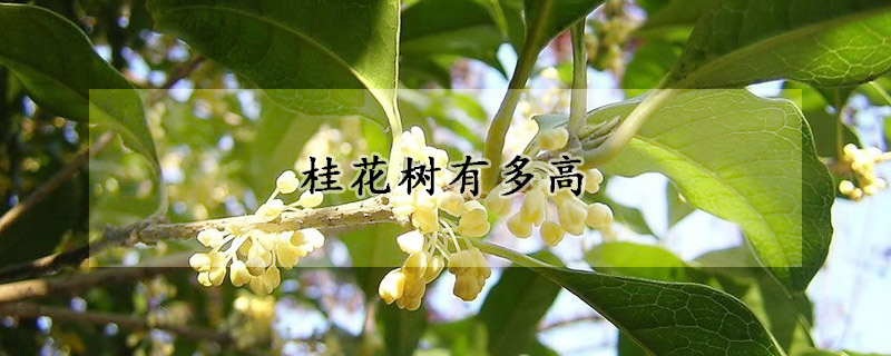 桂花樹有多高