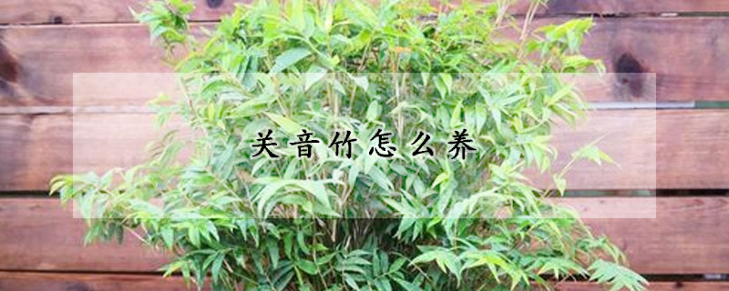 關(guān)音竹怎么養(yǎng)