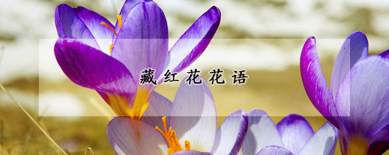 藏紅花花語(yǔ)