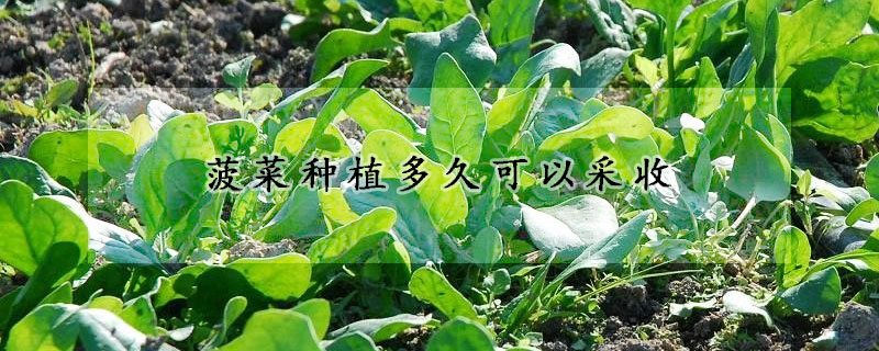 菠菜種植多久可以采收