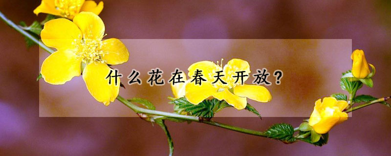 什么花在春天開放?