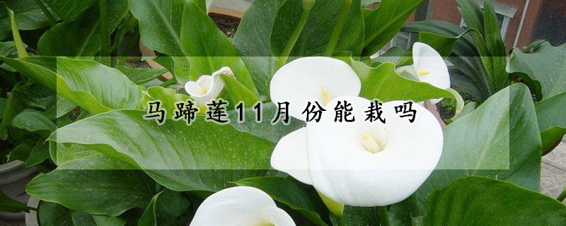 馬蹄蓮11月份能栽嗎