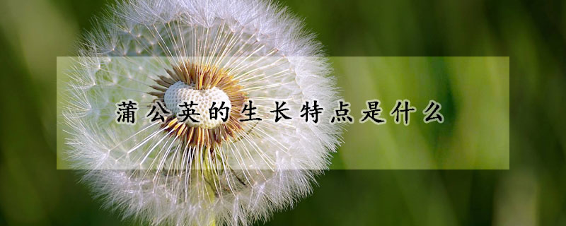 蒲公英的生長(zhǎng)特點(diǎn)是什么