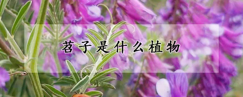 苕子是什么植物