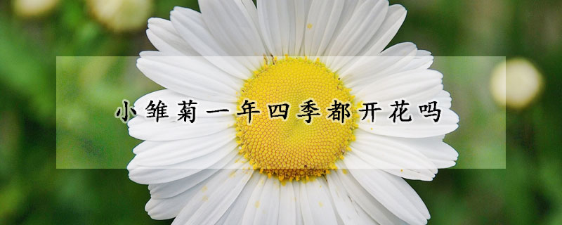 小雛菊一年四季都開花嗎