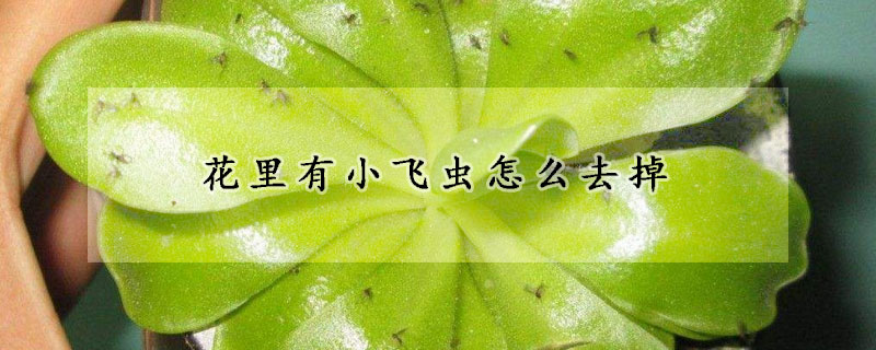 花里有小飛蟲怎么去掉