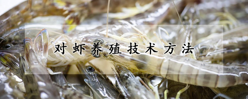 對(duì)蝦養(yǎng)殖技術(shù)方法