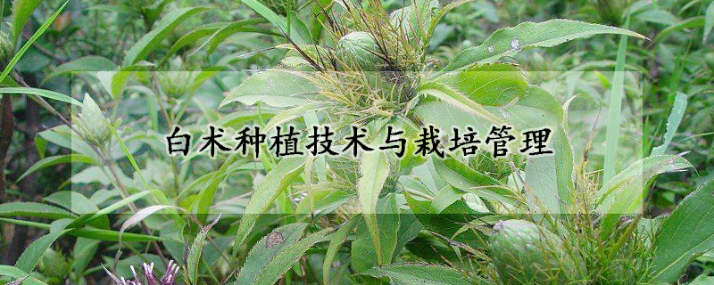 白術(shù)種植技術(shù)與栽培管理