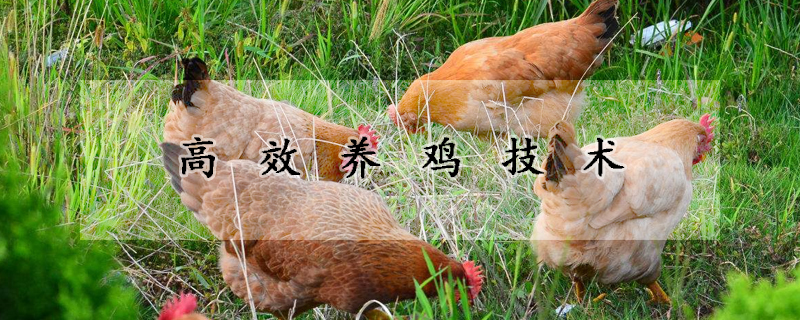 高效養(yǎng)雞技術