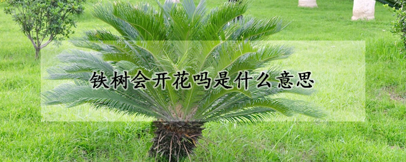 鐵樹會開花嗎是什么意思