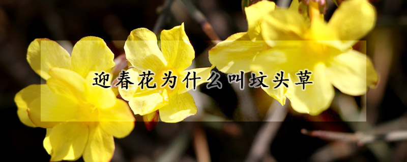 迎春花為什么叫墳頭草