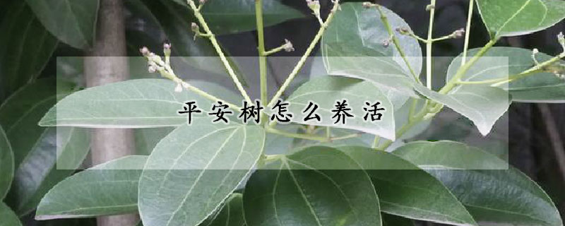 平安樹怎么養(yǎng)活