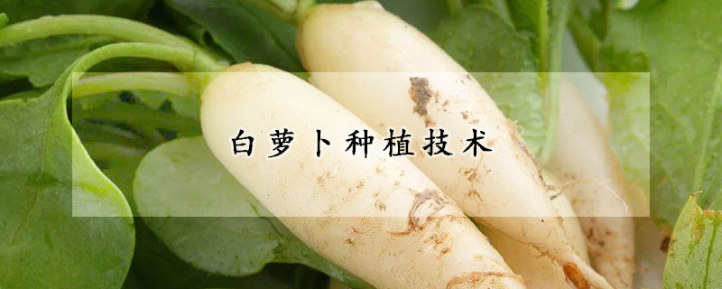 白蘿卜種植技術(shù)