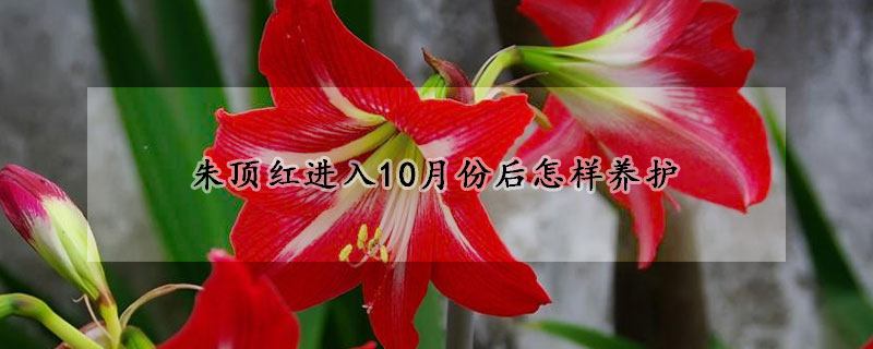 朱頂紅進入10月份后怎樣養護