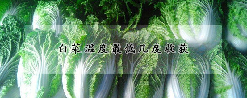 白菜溫度最低幾度收獲