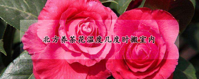 北方養(yǎng)茶花溫度幾度時搬室內