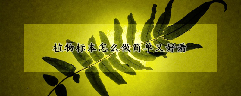 植物標本怎么做簡單又好看