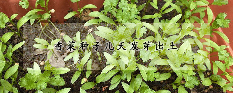 香菜種子幾天發芽出土