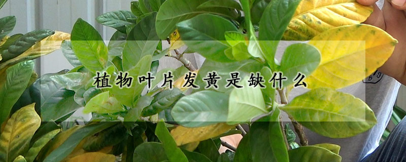 植物葉片發黃是缺什么