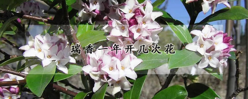 瑞香一年開幾次花