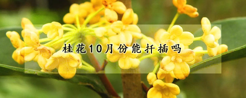 桂花10月份能扦插嗎