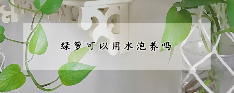 綠籮可以用水泡養(yǎng)嗎