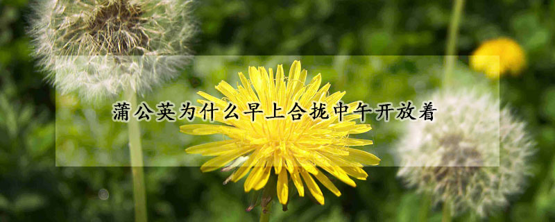 蒲公英為什么早上合攏中午開(kāi)放著