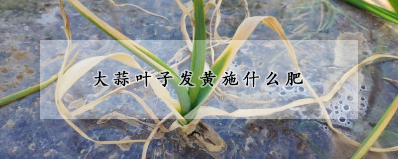 大蒜葉子發(fā)黃施什么肥