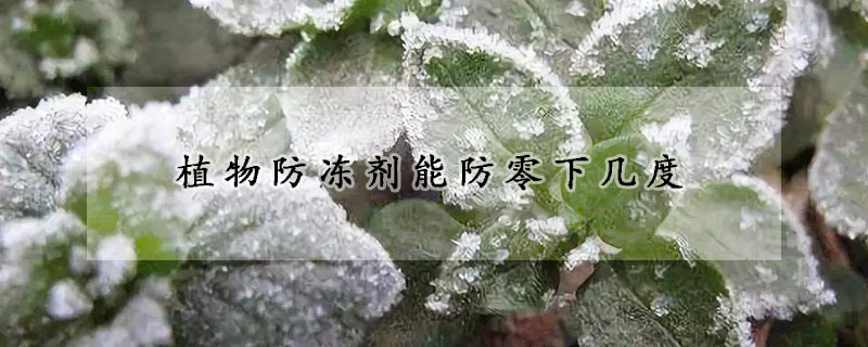 植物防凍劑能防零下幾度