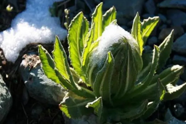 最冷血無情的花 代表冷漠無情的花