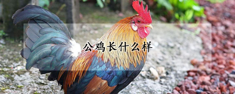 公雞長(zhǎng)什么樣