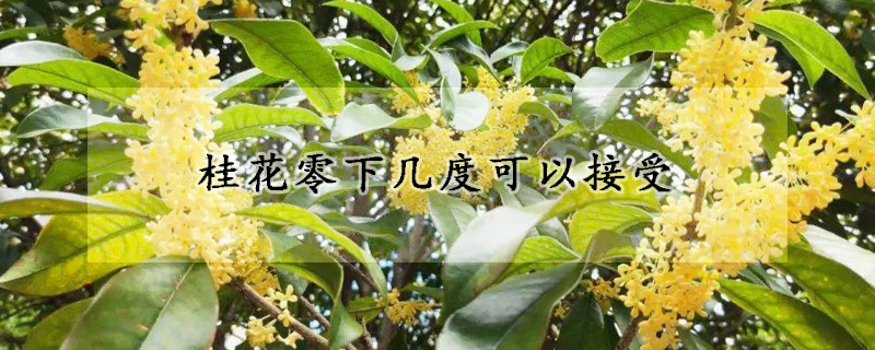 桂花零下幾度可以接受