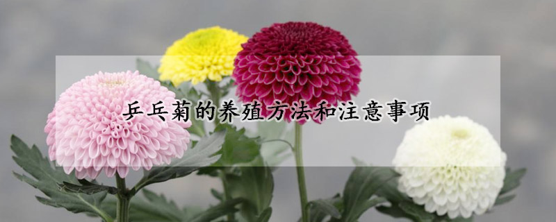 乒乓菊的養(yǎng)殖方法和注意事項