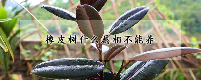 橡皮樹什么屬相不能養(yǎng)