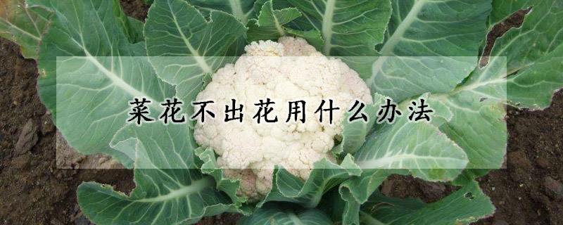 菜花不出花用什么辦法