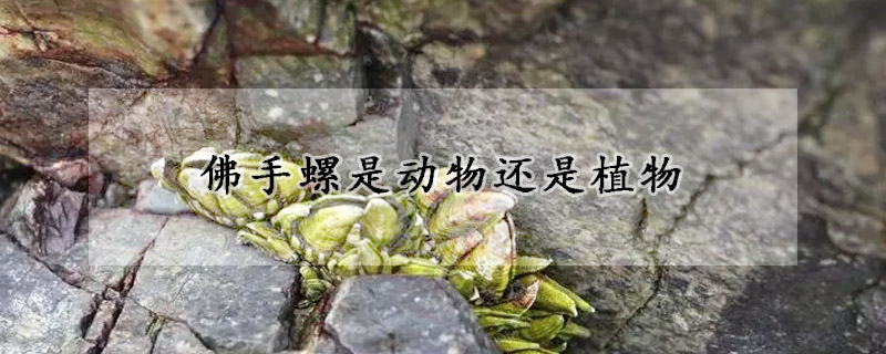 佛手螺是動(dòng)物還是植物