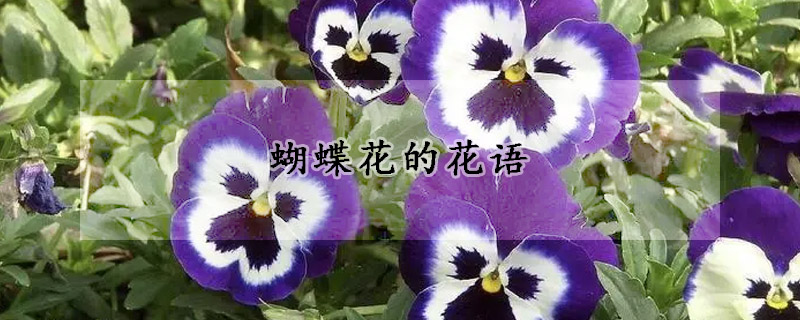 蝴蝶花的花語(yǔ)