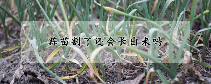 蒜苗割了還會(huì)長(zhǎng)出來嗎