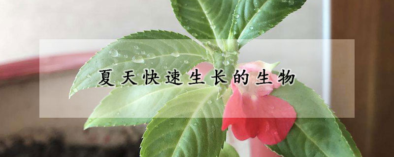 夏天快速生長的生物