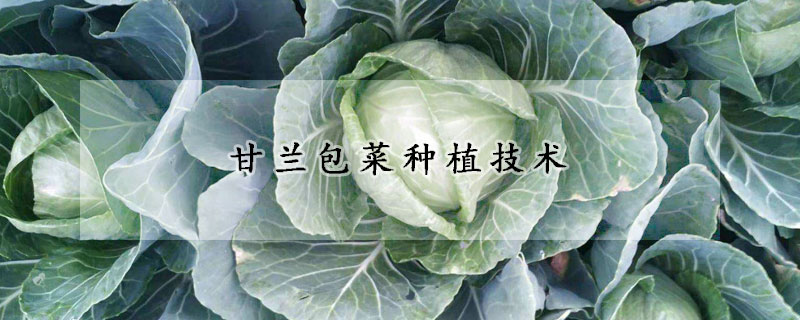 甘蘭包菜種植技術