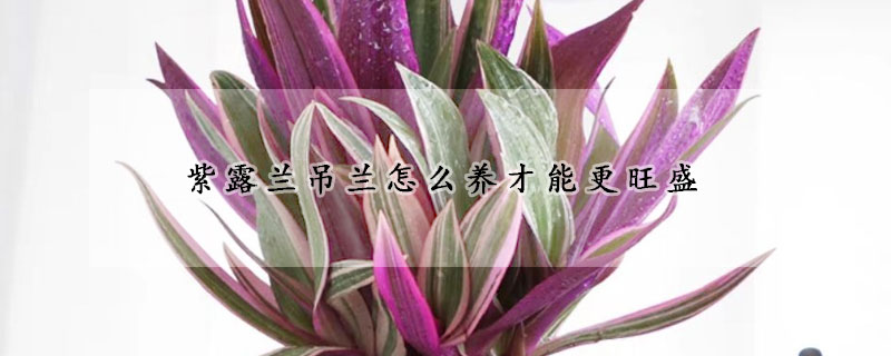 紫露蘭吊蘭怎么養(yǎng)才能更旺盛