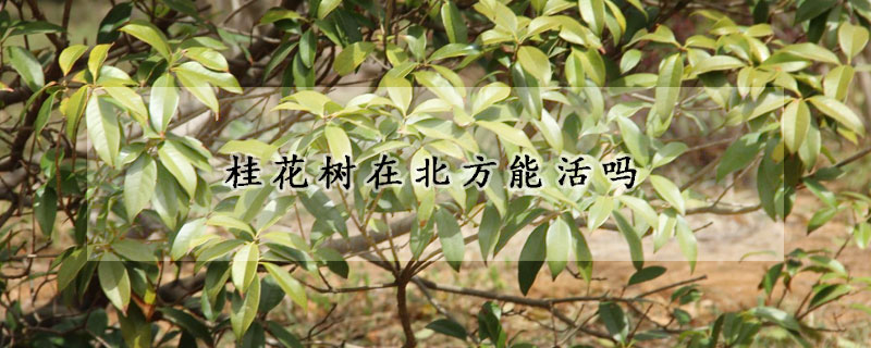 桂花樹在北方能活嗎