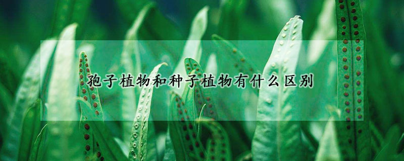 孢子植物和種子植物有什么區別