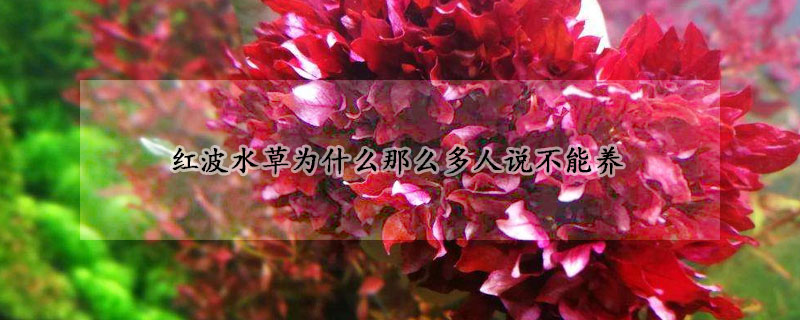 紅波水草為什么那么多人說不能養(yǎng)