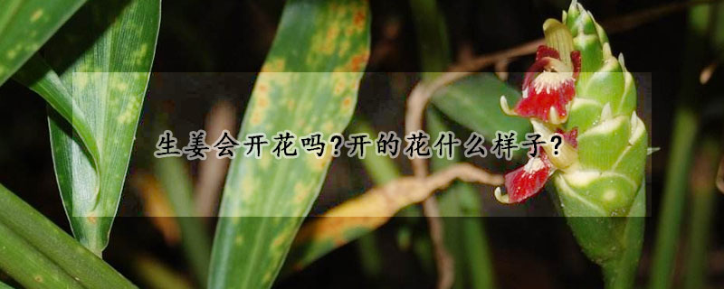 生姜會開花嗎?開的花什么樣子?