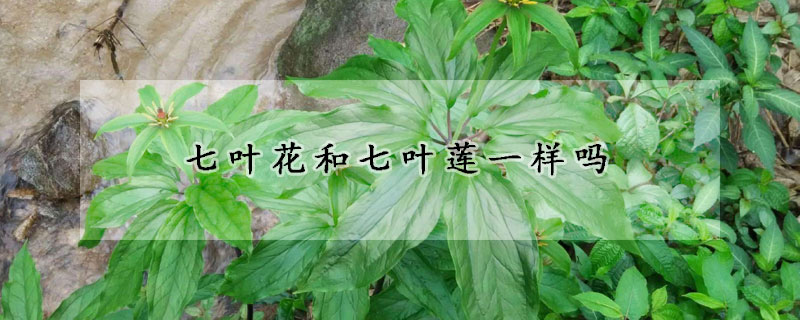 七葉花和七葉蓮一樣嗎