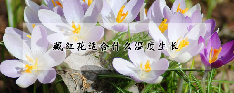 藏紅花適合什么溫度生長(zhǎng)