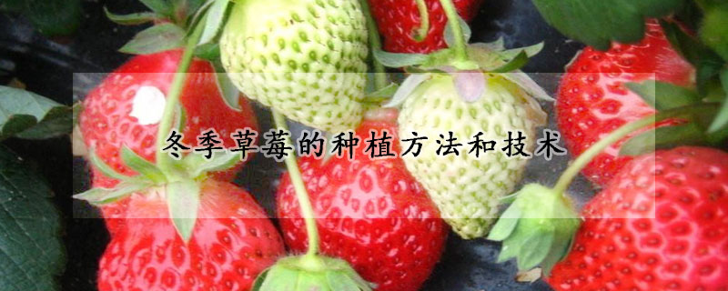 冬季草莓的種植方法和技術(shù)